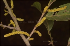 Aporosa octandra